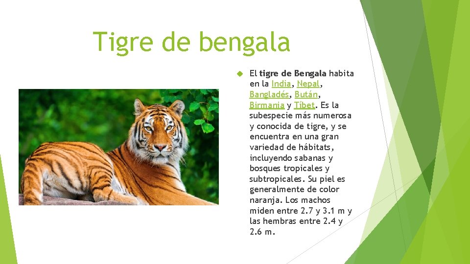 Tigre de bengala El tigre de Bengala habita en la India, Nepal, Bangladés, Bután,