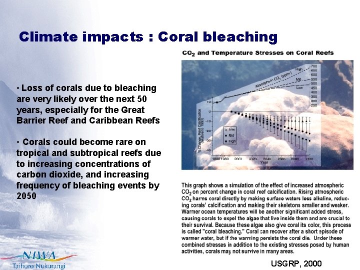 Climate impacts : Coral bleaching • Loss of corals due to bleaching are very