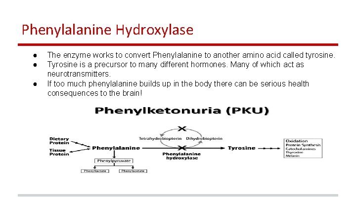 Phenylalanine Hydroxylase ● ● ● The enzyme works to convert Phenylalanine to another amino
