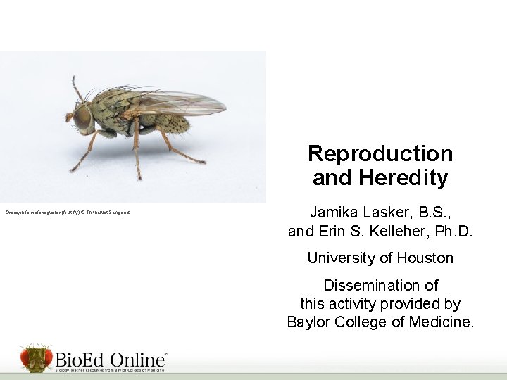 Reproduction and Heredity Drosophila melanogaster (fruit fly) © Thithawat Sanganat. Jamika Lasker, B. S.