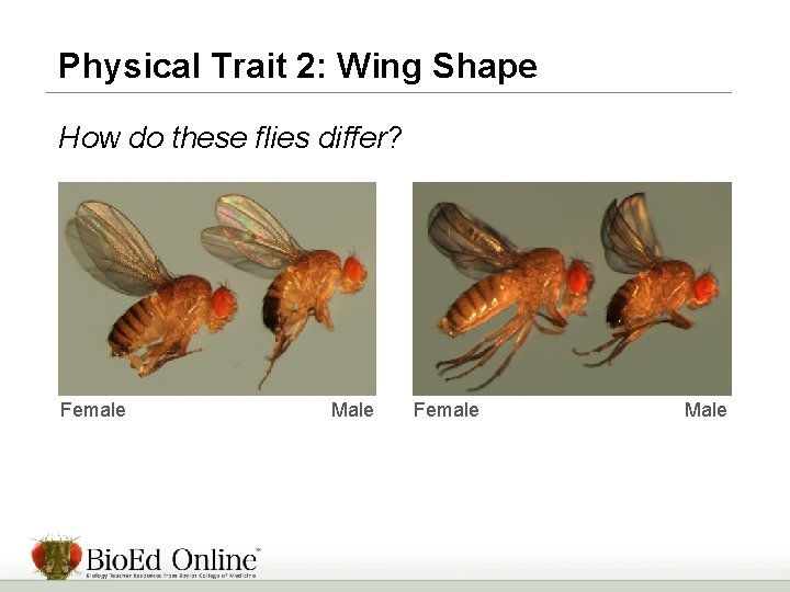 Physical Trait 2: Wing Shape How do these flies differ? Female Male 