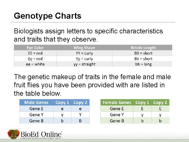 Genotype Charts Biologists assign letters to specific characteristics and traits that they observe. The