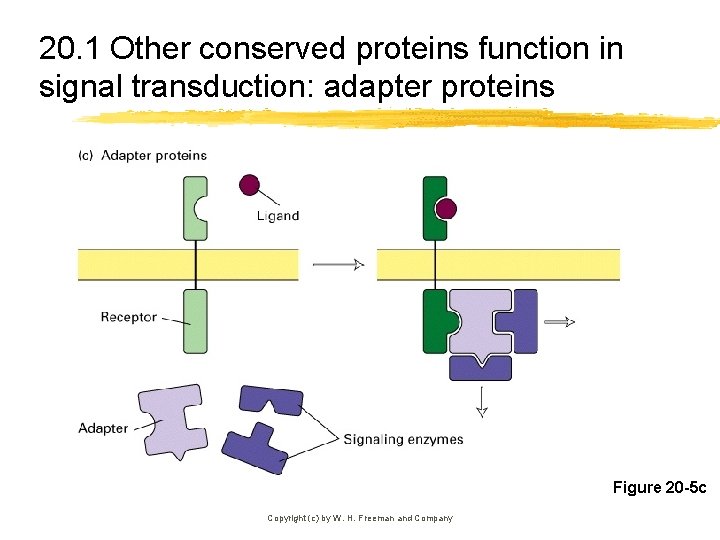 20. 1 Other conserved proteins function in signal transduction: adapter proteins Figure 20 -5