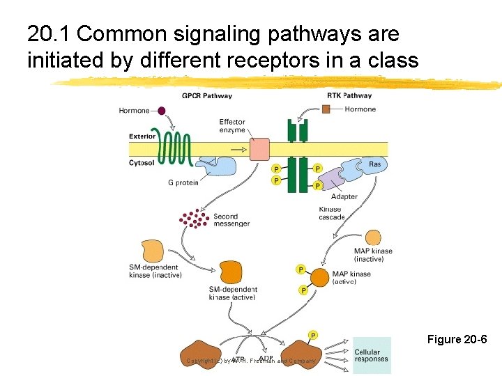 20. 1 Common signaling pathways are initiated by different receptors in a class Figure