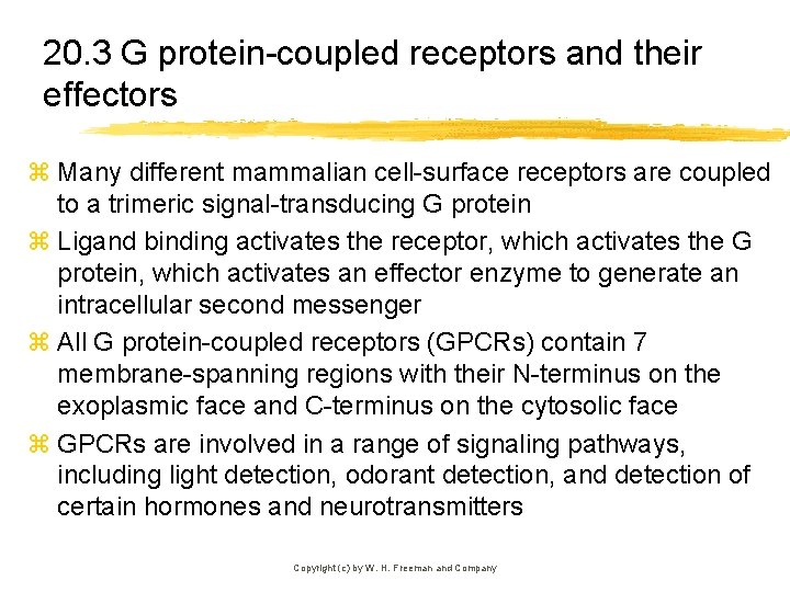 20. 3 G protein-coupled receptors and their effectors z Many different mammalian cell-surface receptors