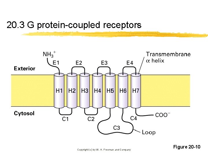 20. 3 G protein-coupled receptors Copyright (c) by W. H. Freeman and Company Figure