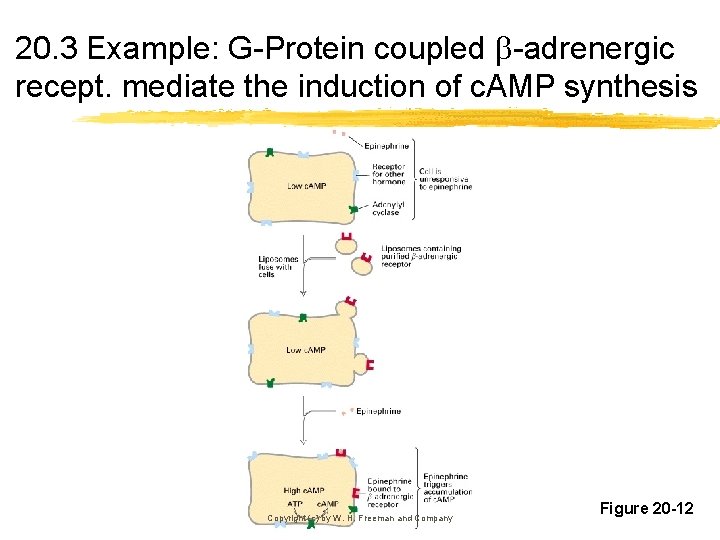 20. 3 Example: G-Protein coupled -adrenergic recept. mediate the induction of c. AMP synthesis
