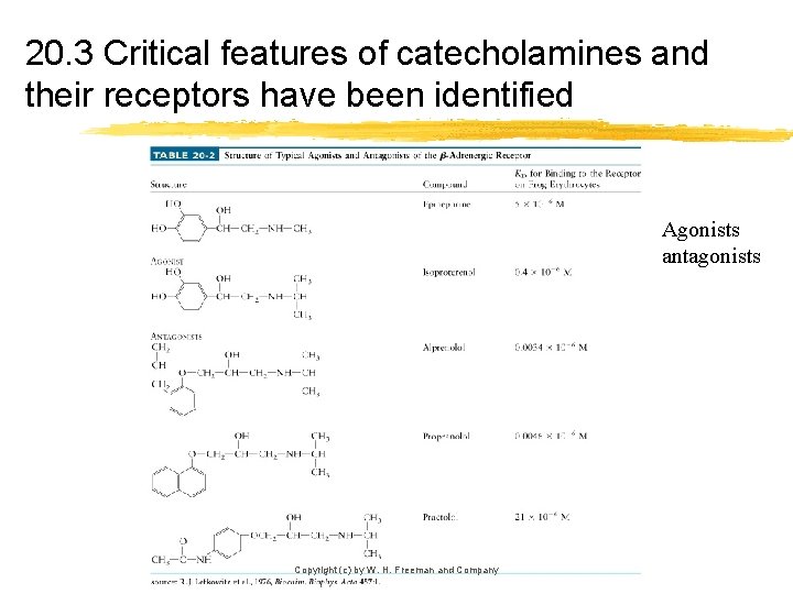 20. 3 Critical features of catecholamines and their receptors have been identified Agonists antagonists