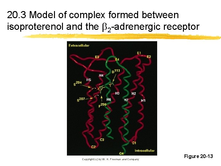 20. 3 Model of complex formed between isoproterenol and the 2 -adrenergic receptor Copyright