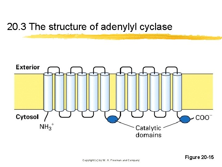 20. 3 The structure of adenylyl cyclase Copyright (c) by W. H. Freeman and