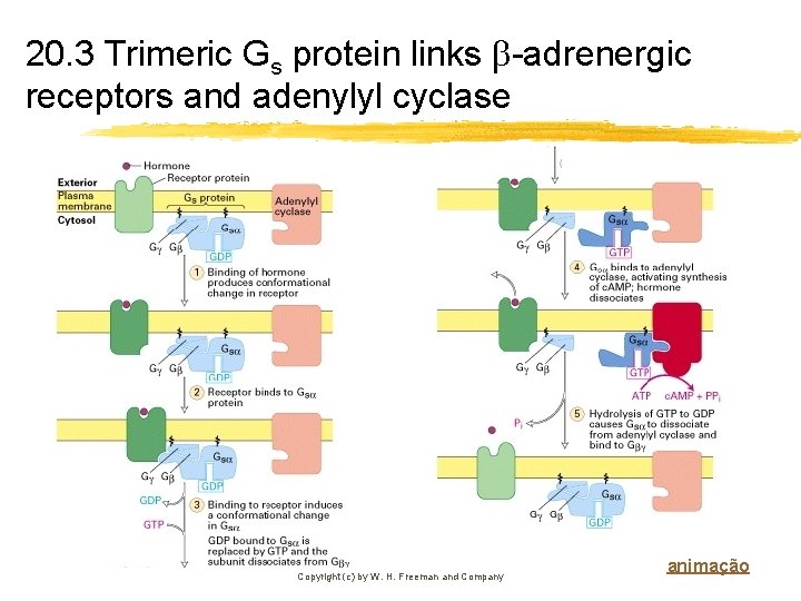 20. 3 Trimeric Gs protein links -adrenergic receptors and adenylyl cyclase Copyright (c) by