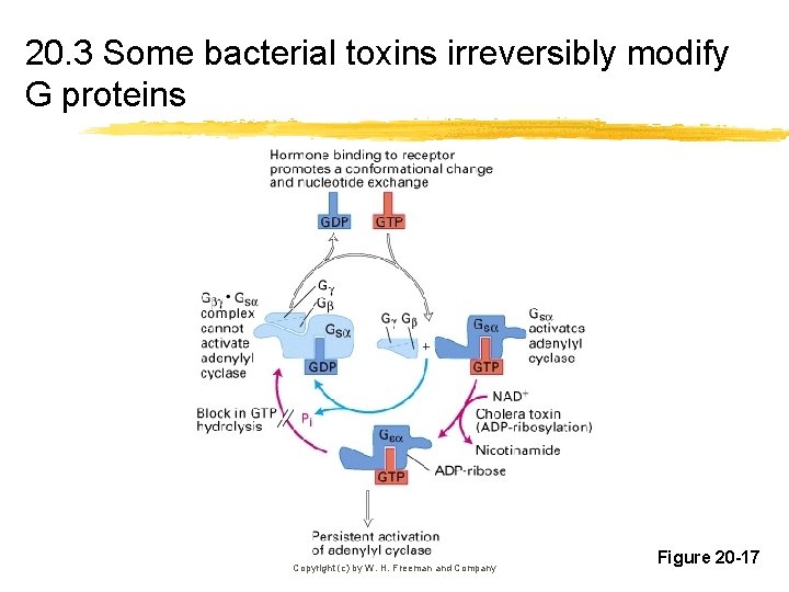 20. 3 Some bacterial toxins irreversibly modify G proteins Copyright (c) by W. H.