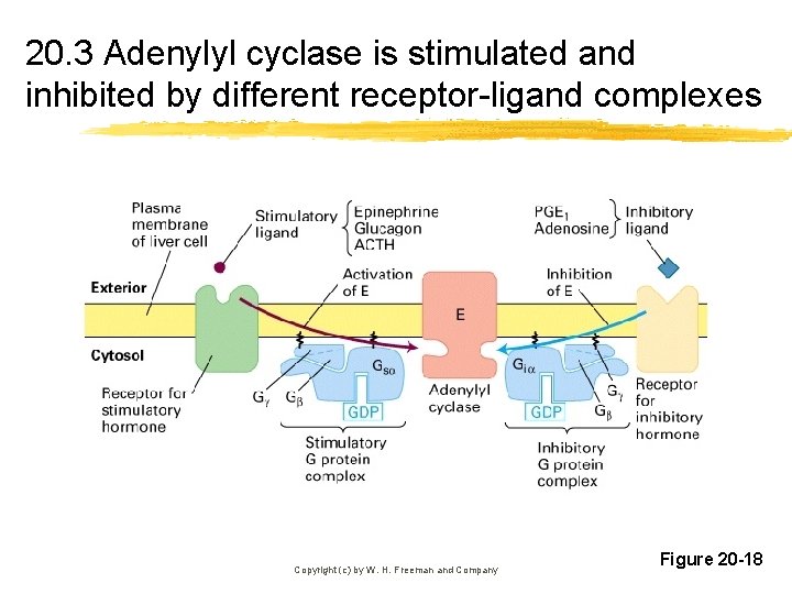 20. 3 Adenylyl cyclase is stimulated and inhibited by different receptor-ligand complexes Copyright (c)