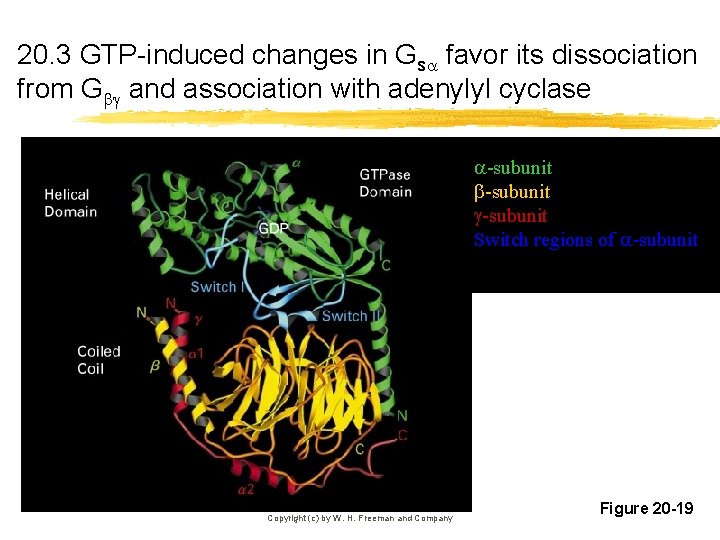 20. 3 GTP-induced changes in Gs favor its dissociation from G and association with