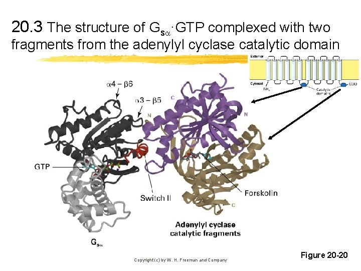 20. 3 The structure of Gs ·GTP complexed with two fragments from the adenylyl