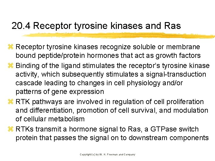 20. 4 Receptor tyrosine kinases and Ras z Receptor tyrosine kinases recognize soluble or