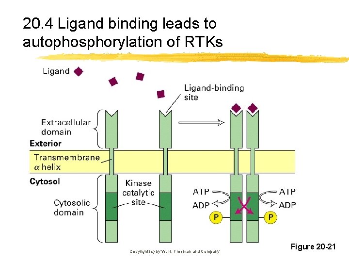 20. 4 Ligand binding leads to autophosphorylation of RTKs Copyright (c) by W. H.