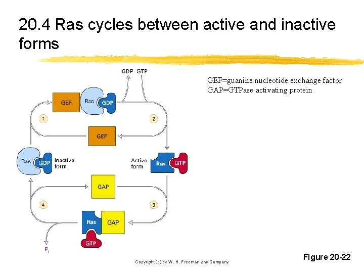 20. 4 Ras cycles between active and inactive forms GEF=guanine nucleotide exchange factor GAP=GTPase