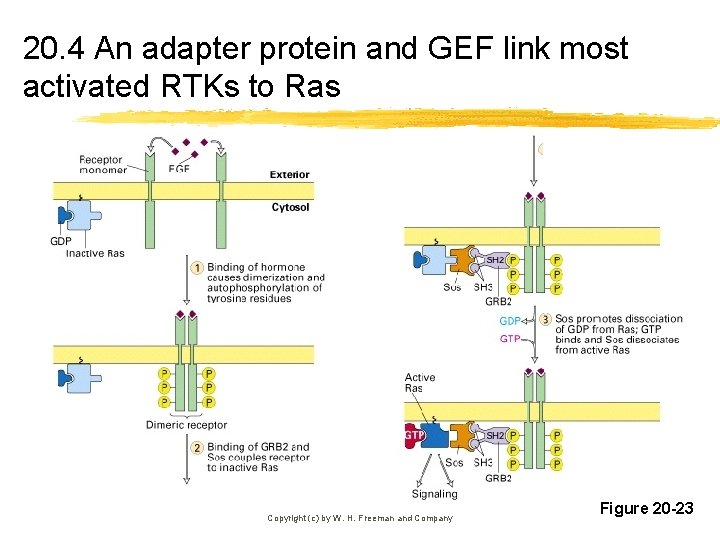 20. 4 An adapter protein and GEF link most activated RTKs to Ras Copyright