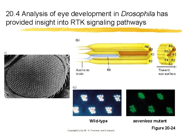 20. 4 Analysis of eye development in Drosophila has provided insight into RTK signaling