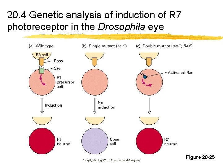 20. 4 Genetic analysis of induction of R 7 photoreceptor in the Drosophila eye