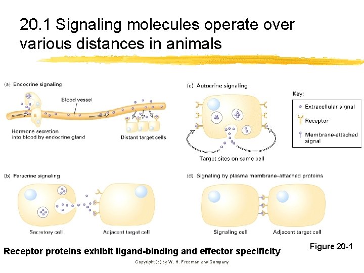 20. 1 Signaling molecules operate over various distances in animals Receptor proteins exhibit ligand-binding