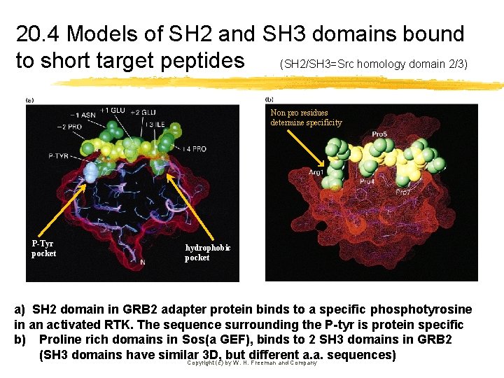 20. 4 Models of SH 2 and SH 3 domains bound to short target