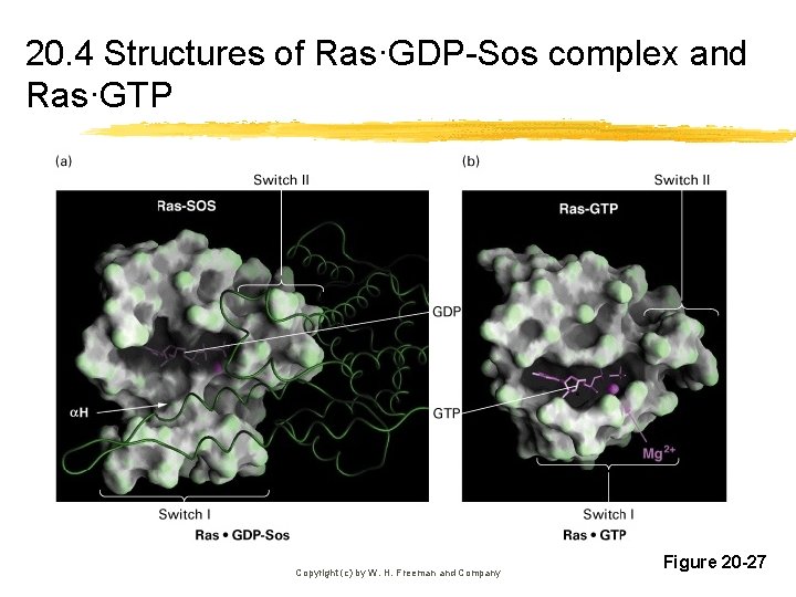 20. 4 Structures of Ras·GDP-Sos complex and Ras·GTP Copyright (c) by W. H. Freeman