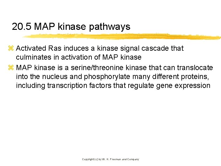 20. 5 MAP kinase pathways z Activated Ras induces a kinase signal cascade that