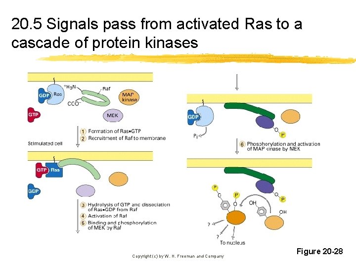 20. 5 Signals pass from activated Ras to a cascade of protein kinases Copyright