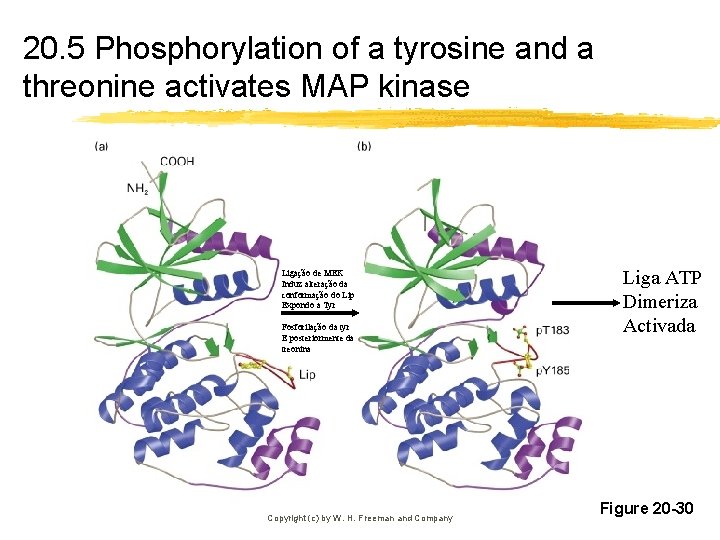 20. 5 Phosphorylation of a tyrosine and a threonine activates MAP kinase Ligação de