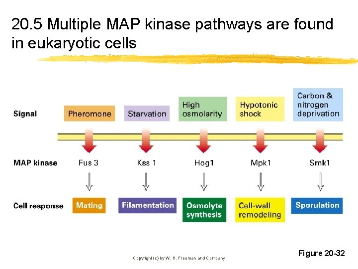 20. 5 Multiple MAP kinase pathways are found in eukaryotic cells Copyright (c) by