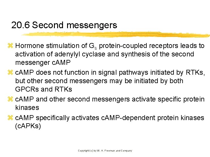 20. 6 Second messengers z Hormone stimulation of Gs protein-coupled receptors leads to activation