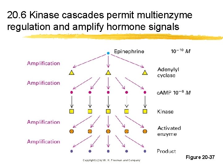 20. 6 Kinase cascades permit multienzyme regulation and amplify hormone signals Copyright (c) by