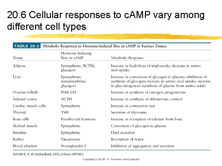 20. 6 Cellular responses to c. AMP vary among different cell types Copyright (c)