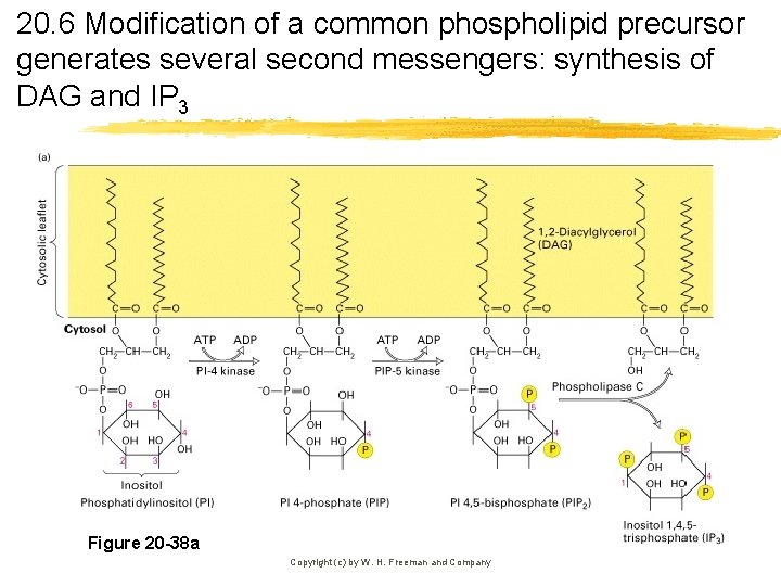 20. 6 Modification of a common phospholipid precursor generates several second messengers: synthesis of