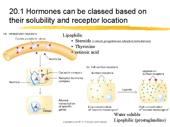 20. 1 Hormones can be classed based on their solubility and receptor location Lipophilic