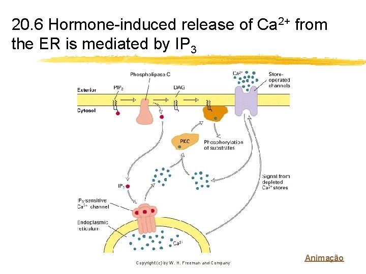 20. 6 Hormone-induced release of Ca 2+ from the ER is mediated by IP