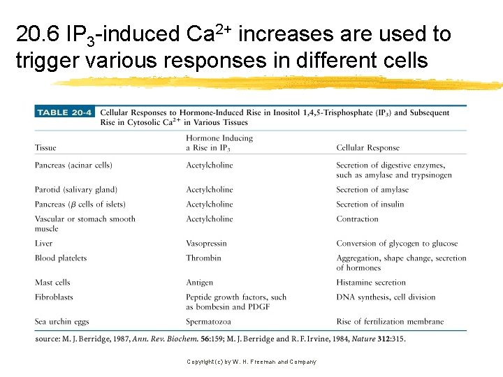 20. 6 IP 3 -induced Ca 2+ increases are used to trigger various responses