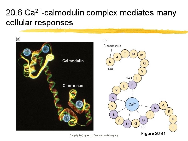 20. 6 Ca 2+-calmodulin complex mediates many cellular responses Copyright (c) by W. H.