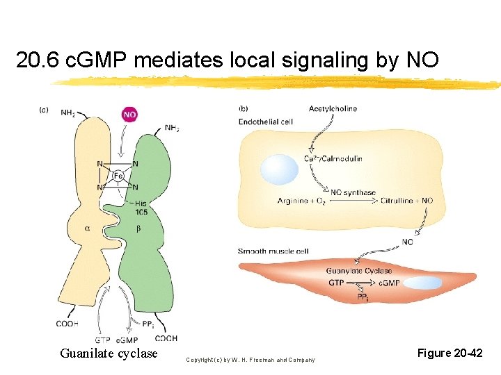 20. 6 c. GMP mediates local signaling by NO Guanilate cyclase Copyright (c) by