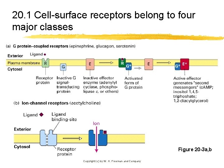20. 1 Cell-surface receptors belong to four major classes Figure 20 -3 a, b