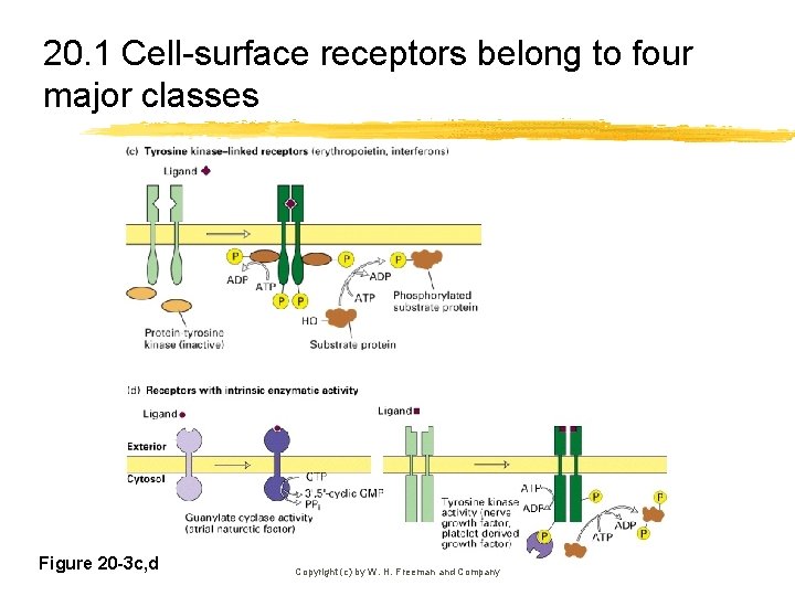 20. 1 Cell-surface receptors belong to four major classes Figure 20 -3 c, d