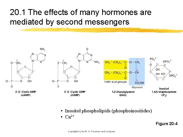 20. 1 The effects of many hormones are mediated by second messengers • Inositol