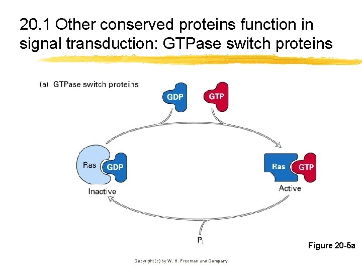 20. 1 Other conserved proteins function in signal transduction: GTPase switch proteins Figure 20