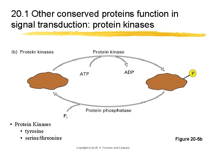 20. 1 Other conserved proteins function in signal transduction: protein kinases • Protein Kinases