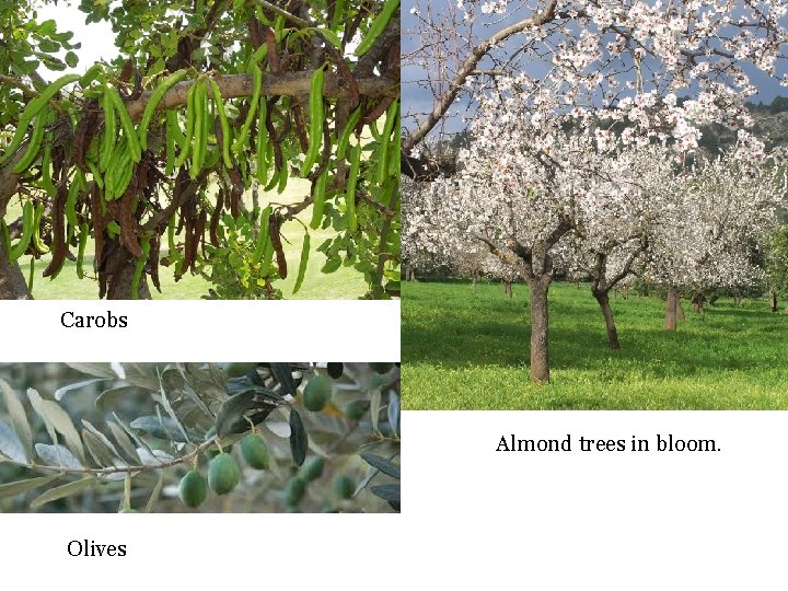 Carobs Almond trees in bloom. Olives 