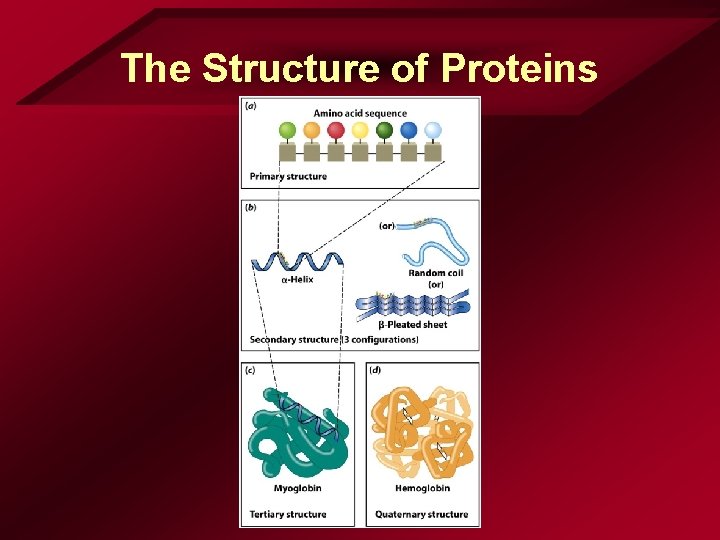 The Structure of Proteins The Structure of Proteins