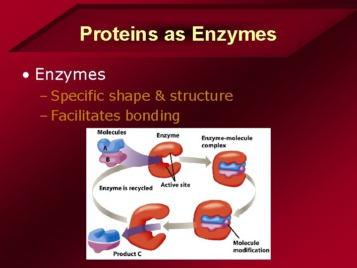 Proteins as Enzymes • Enzymes – Specific shape & structure – Facilitates bonding Proteins as Enzymes • Enzymes – Specific shape & structure – Facilitates bonding