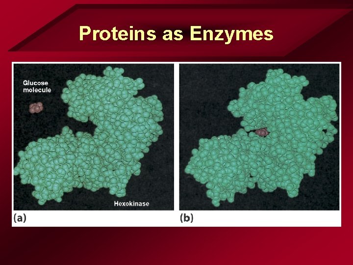 Proteins as Enzymes Proteins as Enzymes
